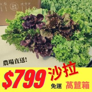 【小魚種菜】生態水耕萵苣沙拉箱（10包/箱）