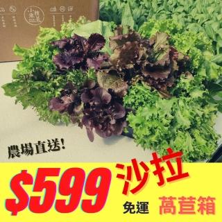 【小魚種菜】生態水耕萵苣沙拉箱（6包/箱）