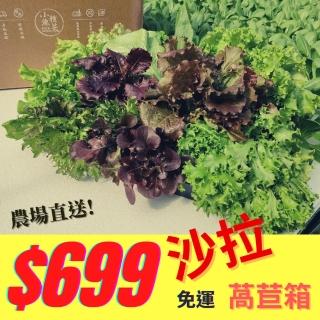 【小魚種菜】生態水耕萵苣沙拉箱（8包/箱）