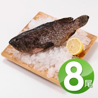 【華得水產】特大龍虎斑石斑魚8尾(500-600g/尾)