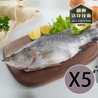 【安永鮮凍】台灣金目鱸魚X5(300g/條)