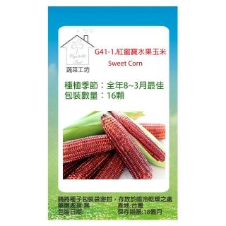 【蔬菜工坊】G41-1.紅蜜寶水果玉米種子
