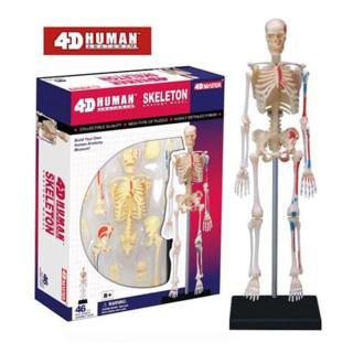 【4D MASTER】骨架 626011(立體拼組模型人體解剖教學系列)