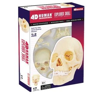 【4D MASTER】頭骨1/2 -26086(人體解剖教學模型系列)