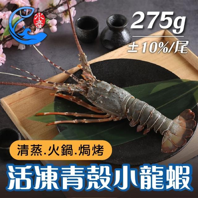 【佐佐鮮】活凍青殼龍蝦5尾組(每尾隻/275g±10%)