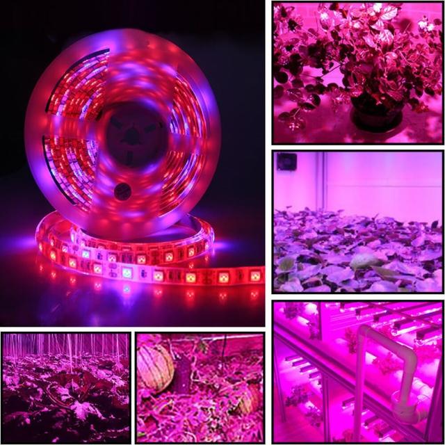 【光的世界】防水植物生長燈條+60W電源器(12V/5米/植物補光/植物生長/全光譜)