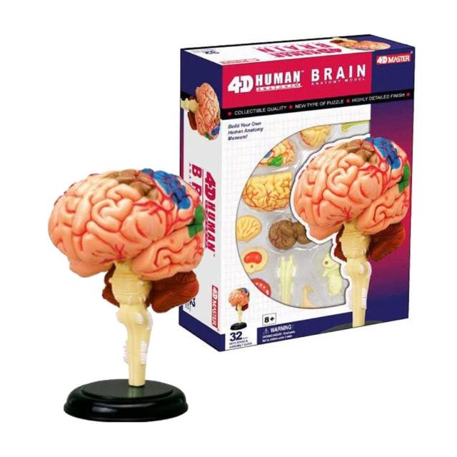 【4D MASTER】大腦 626008(立體拼組模型人體解剖教學系列)