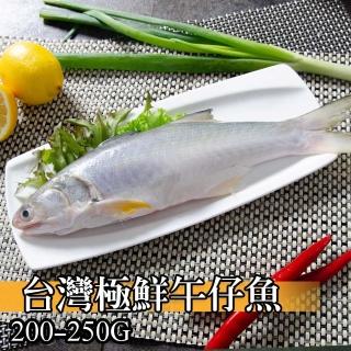 【鮮綠生活】台灣三去海水午仔魚(200g-250g/尾 共4尾)