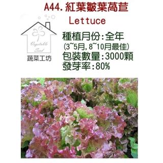 【蔬菜工坊】A44.紅葉皺葉萵苣種子(廣東萵)