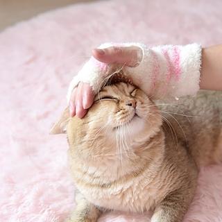 【CattyMan】貓用按摩梳理手套(寵物用品)