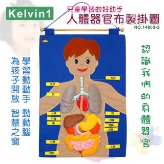 【兒童學習的好助手】人體器官布製掛圖(No.14603-2)