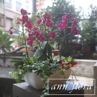 【ann flora】蝴蝶蘭盆栽(主花為小品蝴蝶蘭加小盆栽)