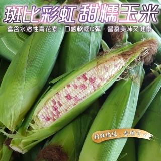 【WANG 蔬果】斑比彩虹甜糯玉米10斤x1箱(15-17支/箱_農民直配)
