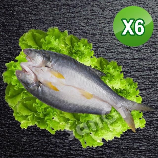 【賣魚的家】新鮮午仔魚6尾組(250g-300g/尾)