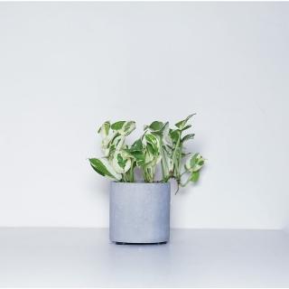 【原植】白金葛 植物 盆栽(水泥盆栽·淨化空氣·辦公室桌面盆栽·室內植物)