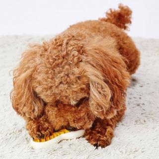 【PETO】日本製頂級多功能狗狗潔牙玩具M號 培根口味 全方位潔齒棒 狗牙刷 寵物口腔護理(互動自嗨潔牙棒)