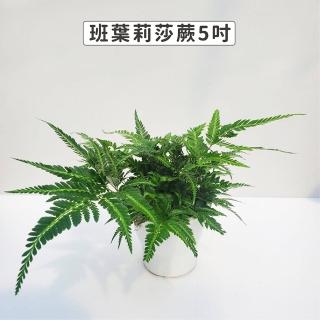 【Gardeners】班葉莉莎蕨 蜥蜴蕨 5吋盆-1入(室內植物/綠化植物/蕨類植物)