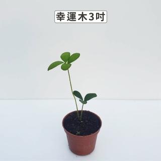 【Gardeners】幸運木 3吋 -1入(室內植物/綠化植物/觀葉植物)