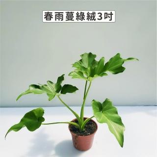 【Gardeners】春羽蔓綠絨 3吋盆 -1入(室內植物/綠化植物/觀葉植物)