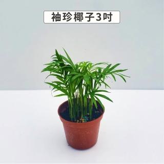 【Gardeners】袖珍椰子 3吋盆 -1入(室內植物/綠化植物/觀葉植物)