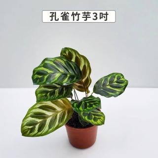【Gardeners】孔雀竹芋 3吋盆 -1入(室內植物/綠化植物/觀葉植物)