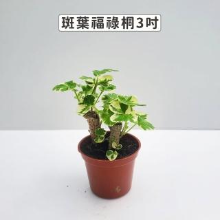【Gardeners】斑葉福祿桐 3吋盆 -1入(室內植物/綠化植物/觀葉植物)