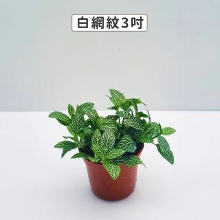 【Gardeners】白網紋 3吋盆 -1入(室內植物/綠化植物/觀葉植物)