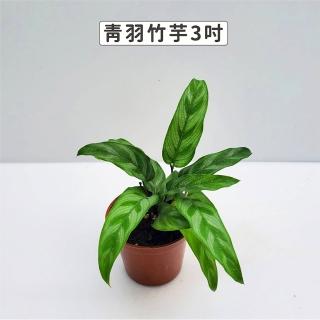 【Gardeners】青羽竹芋 3吋盆 -1入(室內植物/綠化植物/觀葉植物)