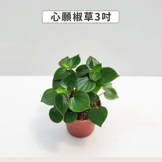 【Gardeners】心願椒草 3吋盆 -1入(室內植物/綠化植物/觀葉植物)