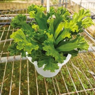 【Gardeners】鹿角山蘇 6吋盆蕨類-1入(室內植物/綠化植物/蕨類)
