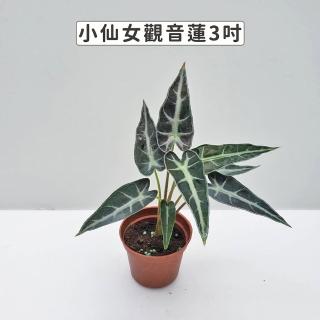 【Gardeners】小仙女觀音蓮 3吋盆 -1入(室內植物/綠化植物/觀葉植物)