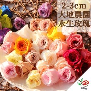 【極度花燥】大地農園 玫瑰02370(花材)