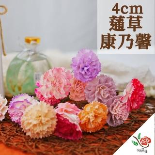 【極度花燥】蓪草康乃馨 小康乃馨4CM(花材)