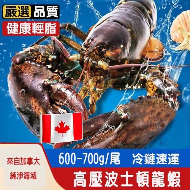 【匯豐禾】加拿大高壓波士頓龍蝦（600-700g/尾）(高壓)