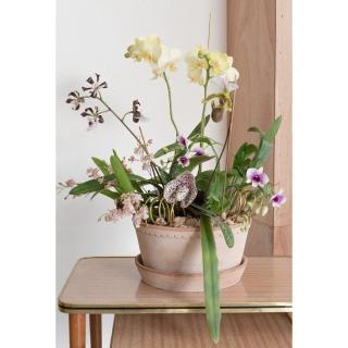 【HALLO HUTTE】Orchid Garden Gift Box 季節蘭園禮盆(Bergspotter Helena L21cm)