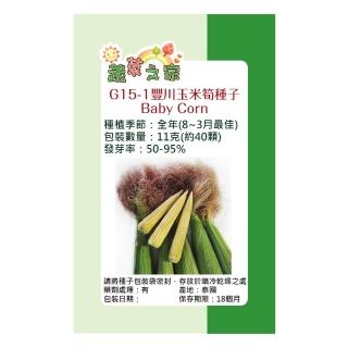【蔬菜工坊】G15-1豐川玉米筍種子