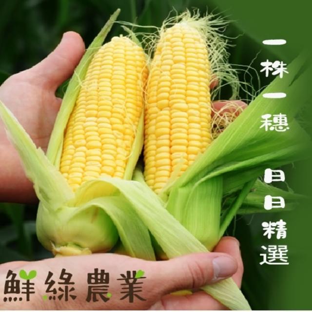 【鮮綠農業】雲林黃金甜玉米-10斤/箱(產地直送)