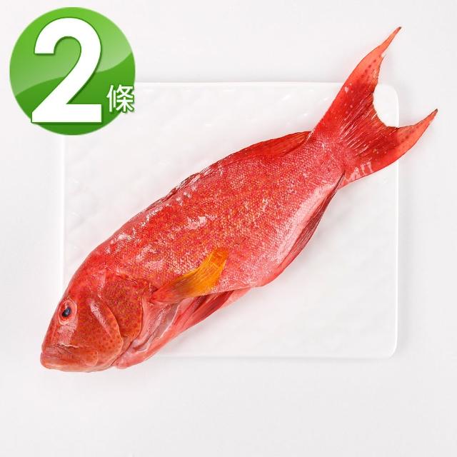 【華得水產】燕尾紅條魚2條組(400-480g/條)