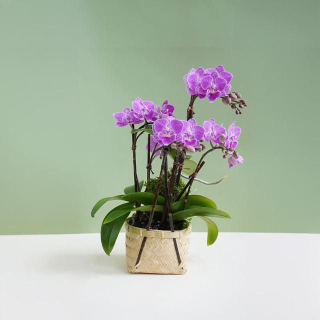 【CNFlower 西恩】端午節限定 紫蘭花植栽(送禮/植物/蘭花/祝賀/居家擺飾/裝飾)