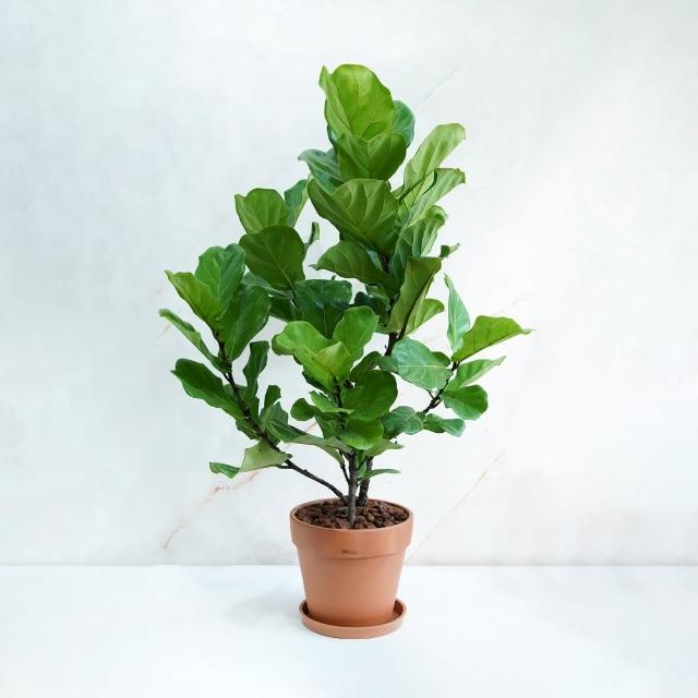 【CNFlower 西恩】琴葉榕 落地植物(送禮/植物/植物/居家擺飾)