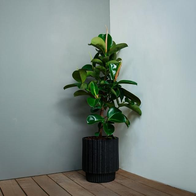 【CNFlower 西恩】橡膠木 落地植物(送禮/植物/植物/居家擺飾)