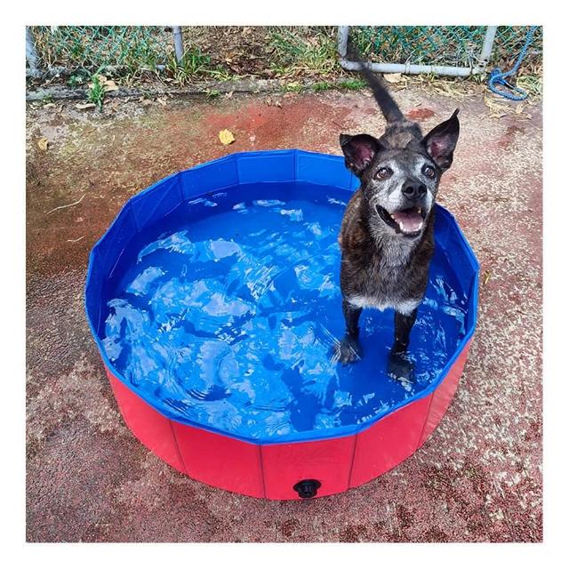 | 好吃美食的八里人 【2026】寵物洗澡盆推薦ptt》10款高評價人氣品牌排行榜 | 好吃美食的八里人